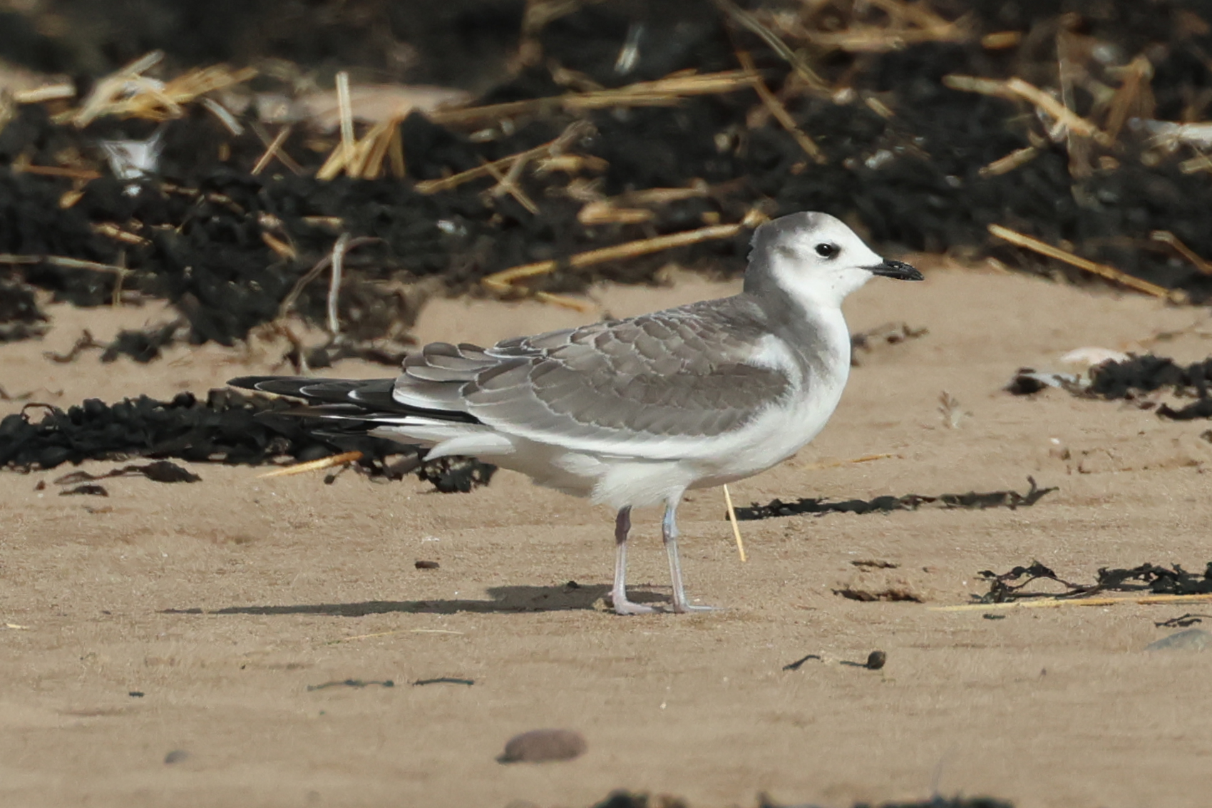 Sabine's Gull