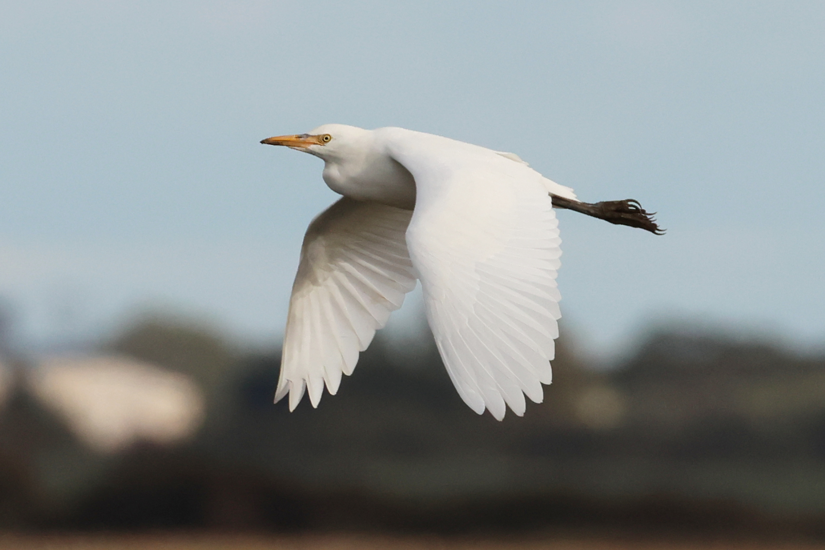 Cattle Egret