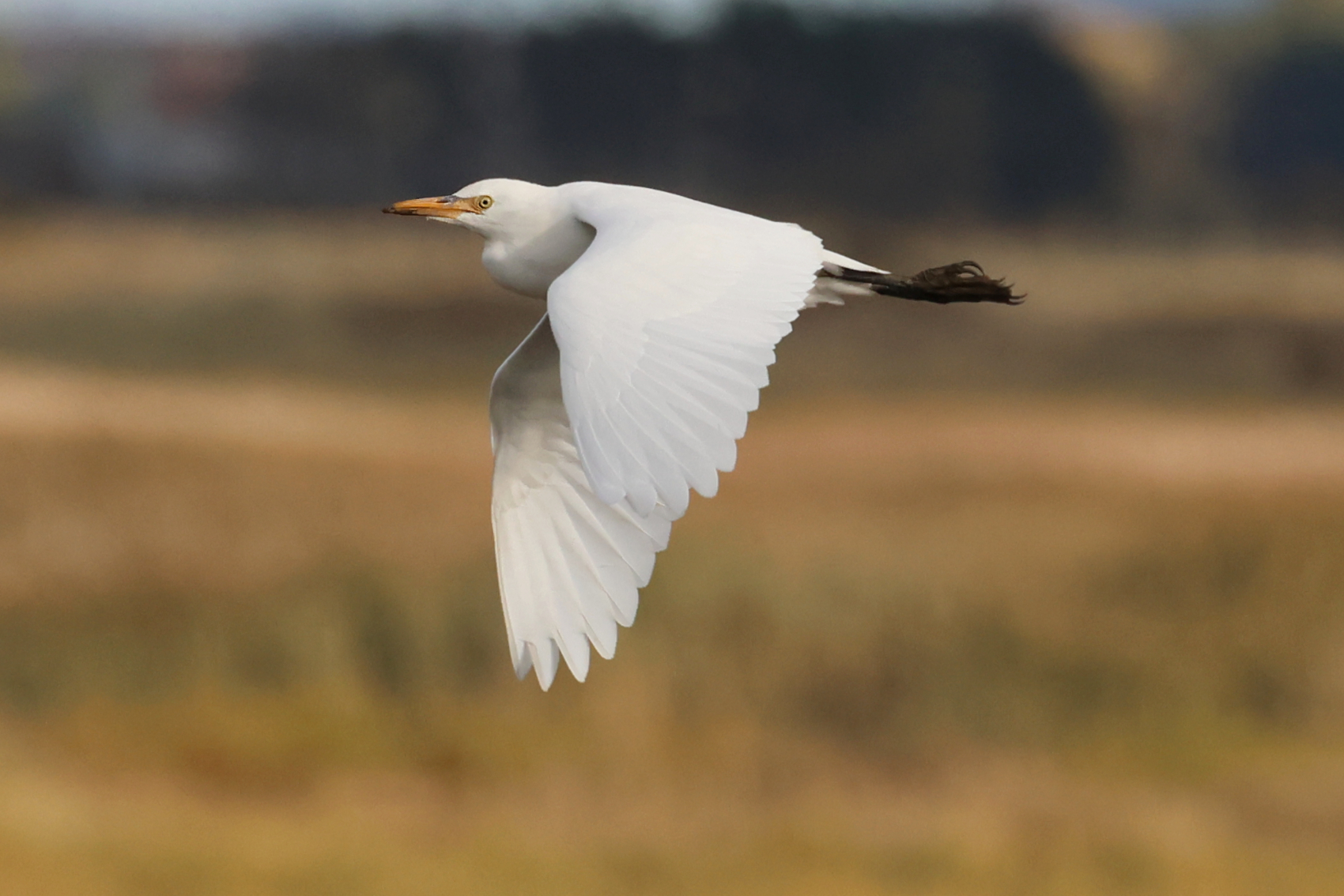 Cattle Egret