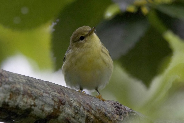 Blackpoll Warbler