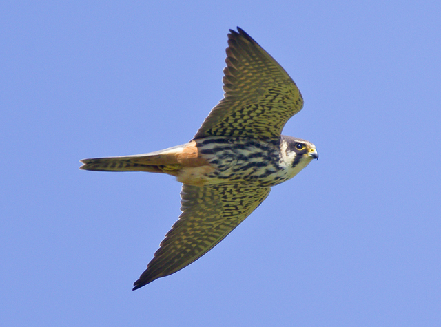 Hobby