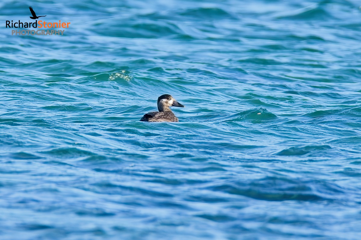 Surf Scoter