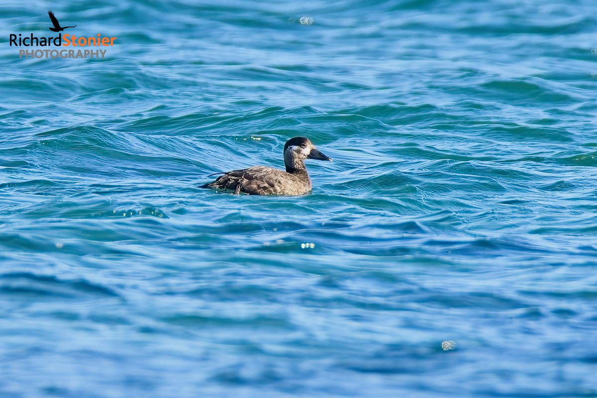 Surf Scoter