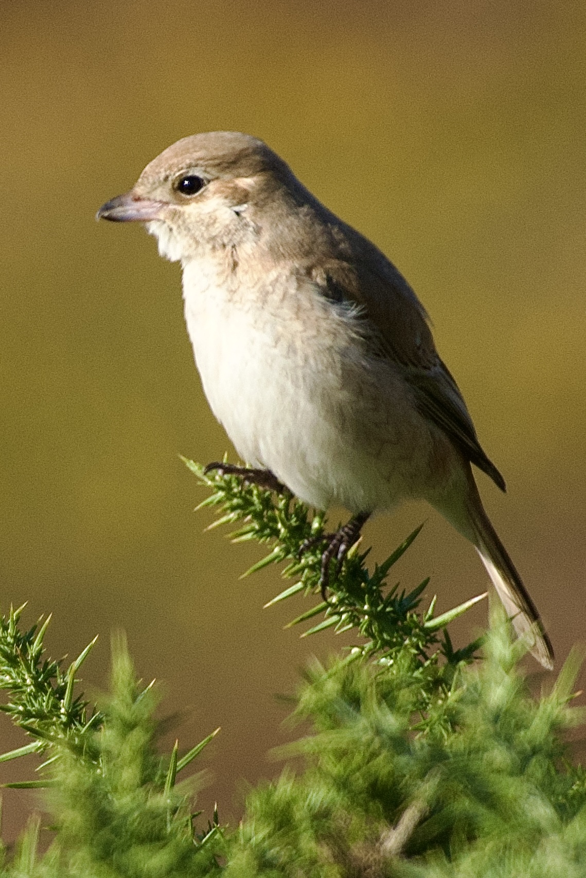 Isabelline Shrike sp