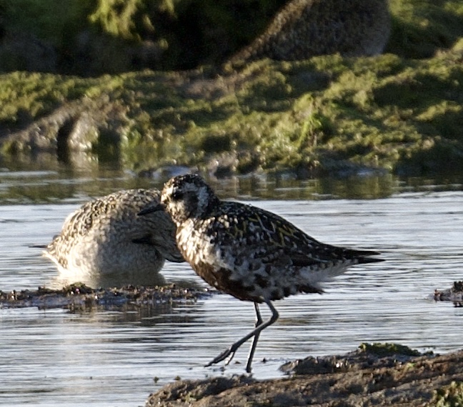 Pacific Golden Plover