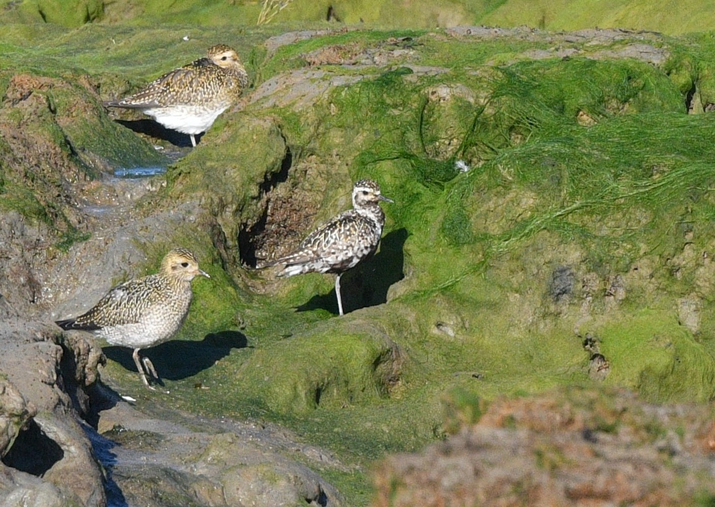 Pacific Golden Plover