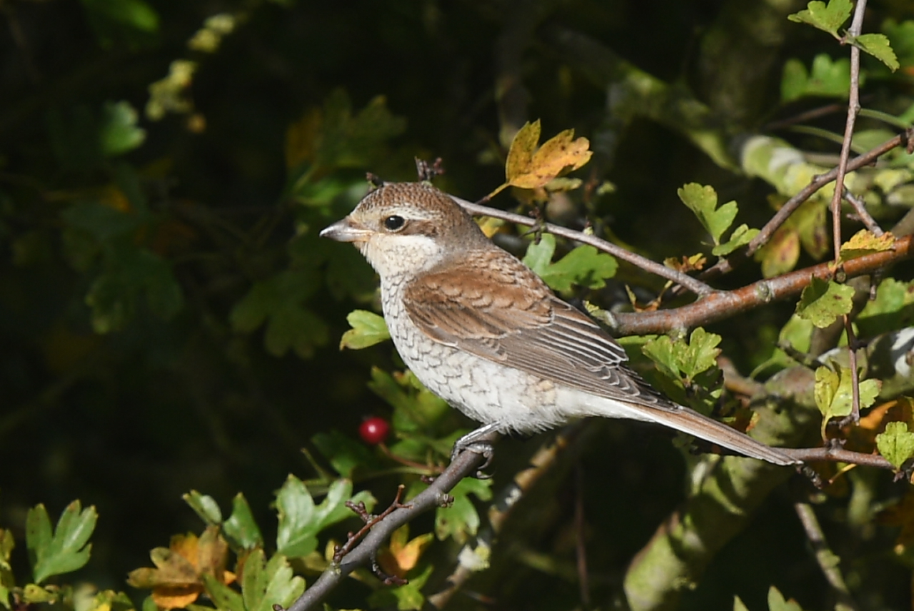 Red-backed Shrike