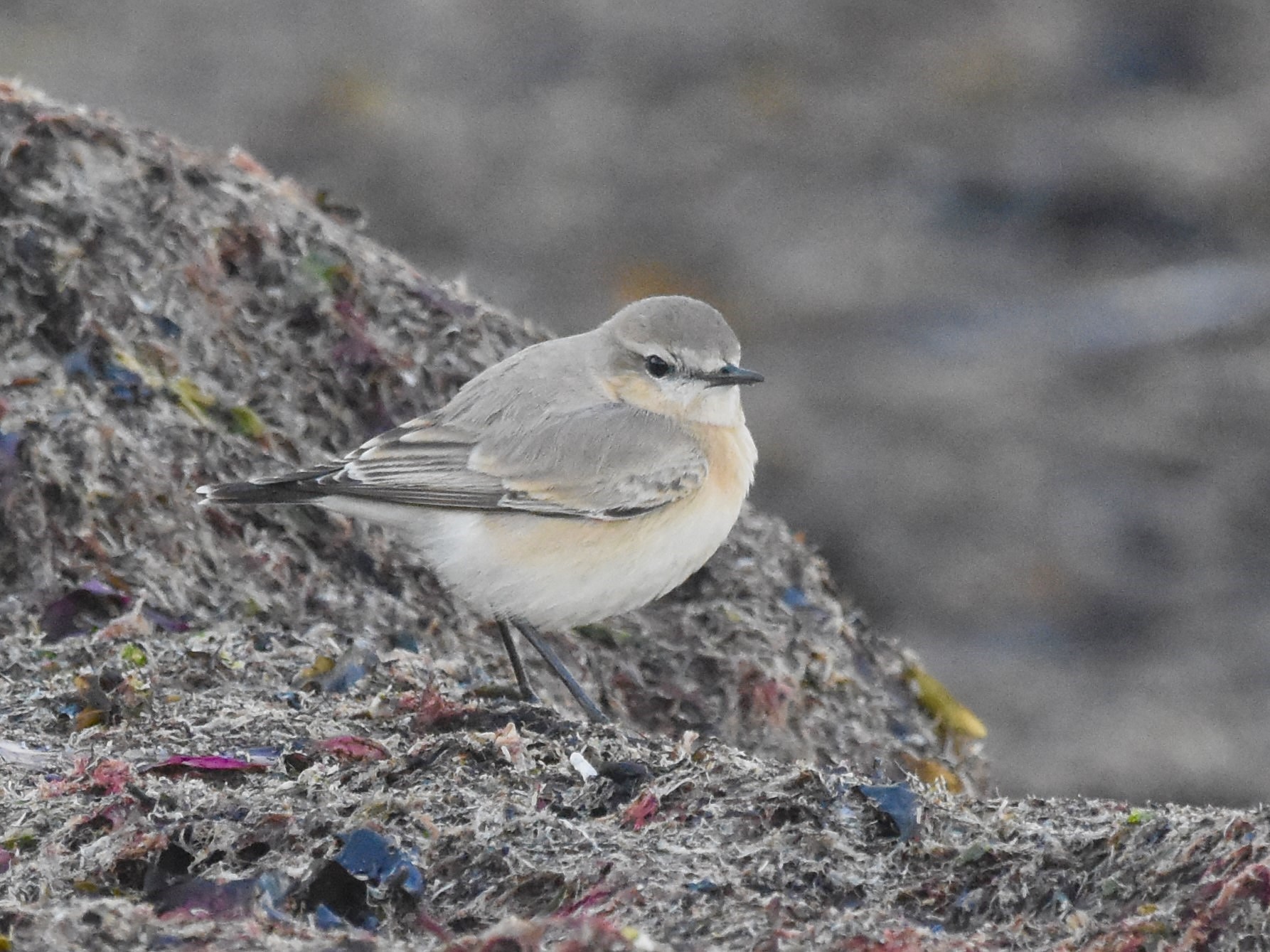 Isabelline Wheatear