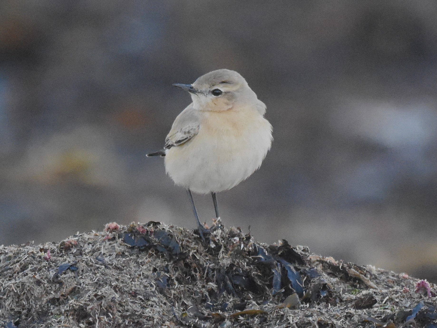 Isabelline Wheatear