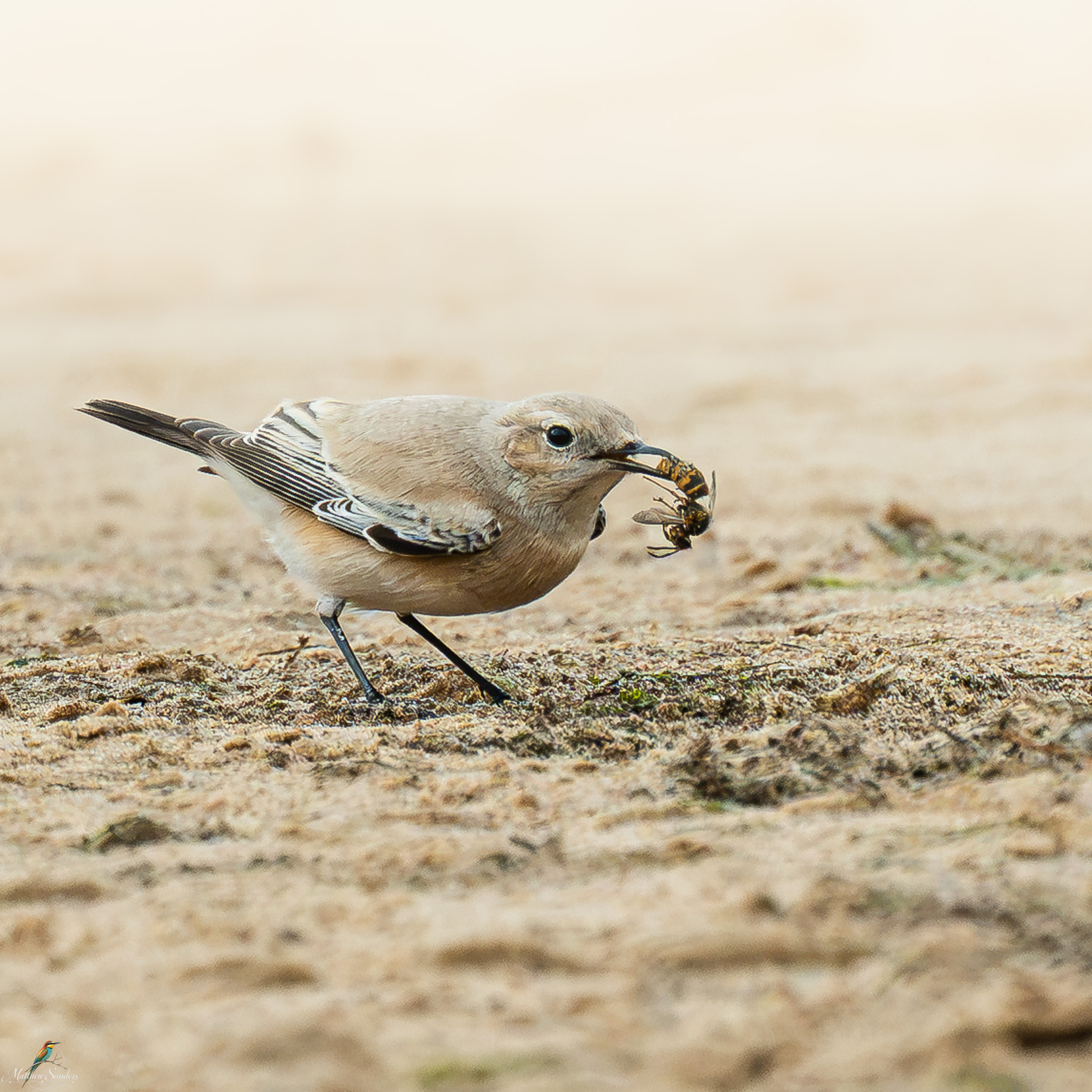 Desert Wheatear