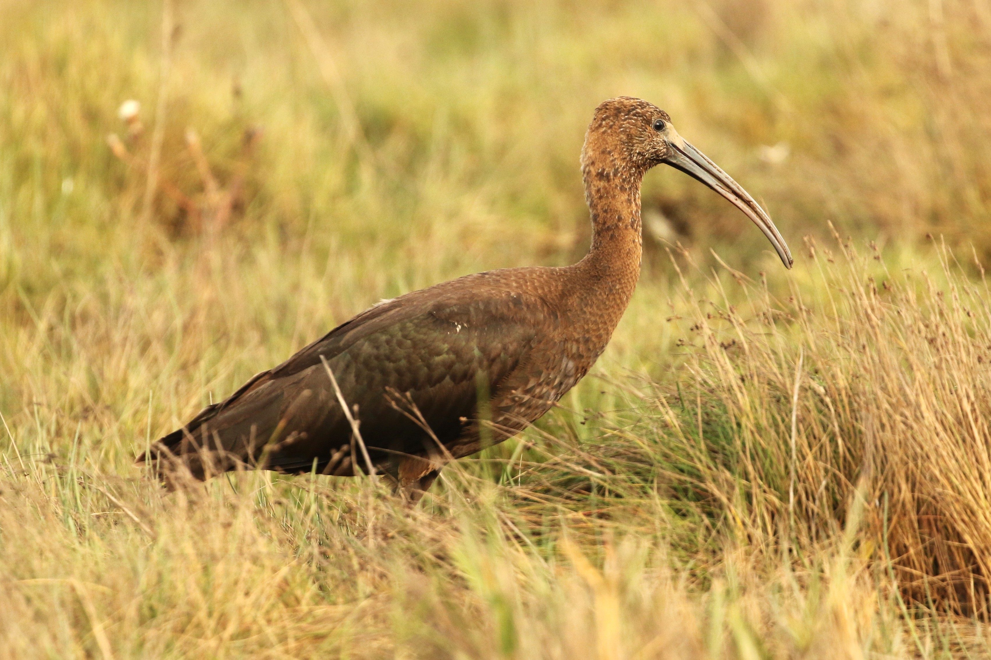 Glossy Ibis