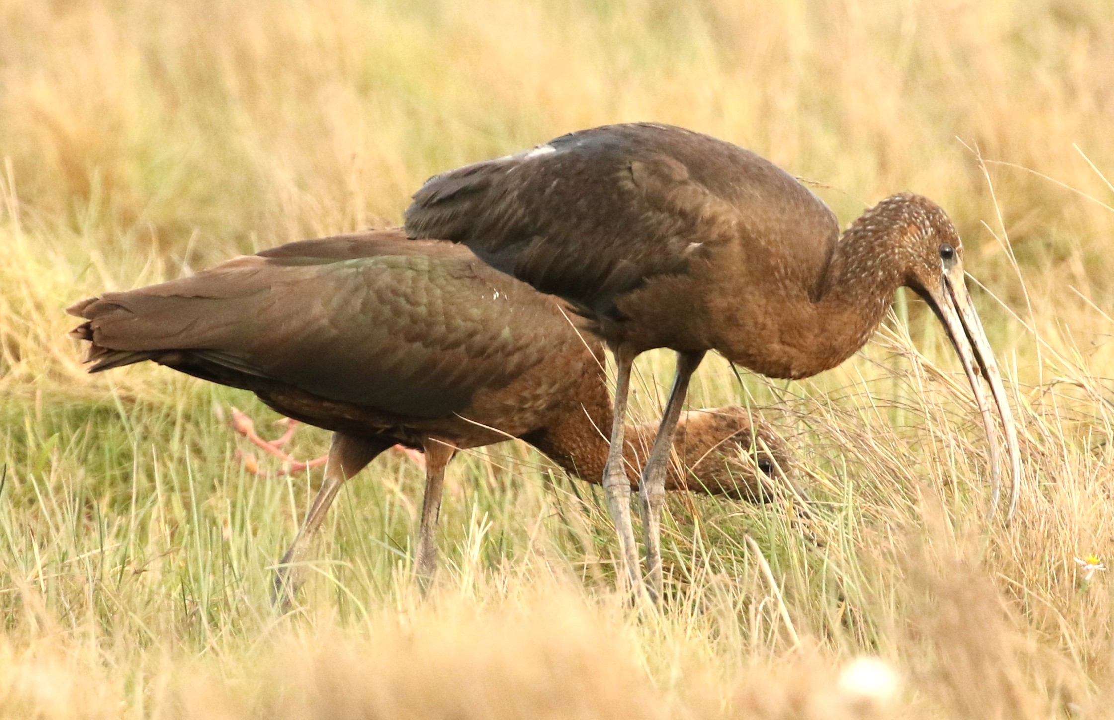 Glossy Ibis