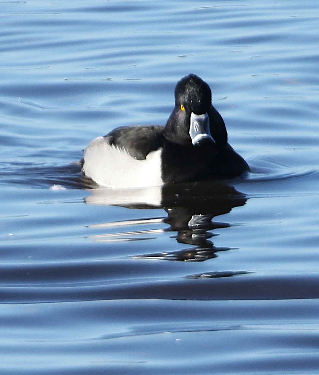 Ring-necked Duck