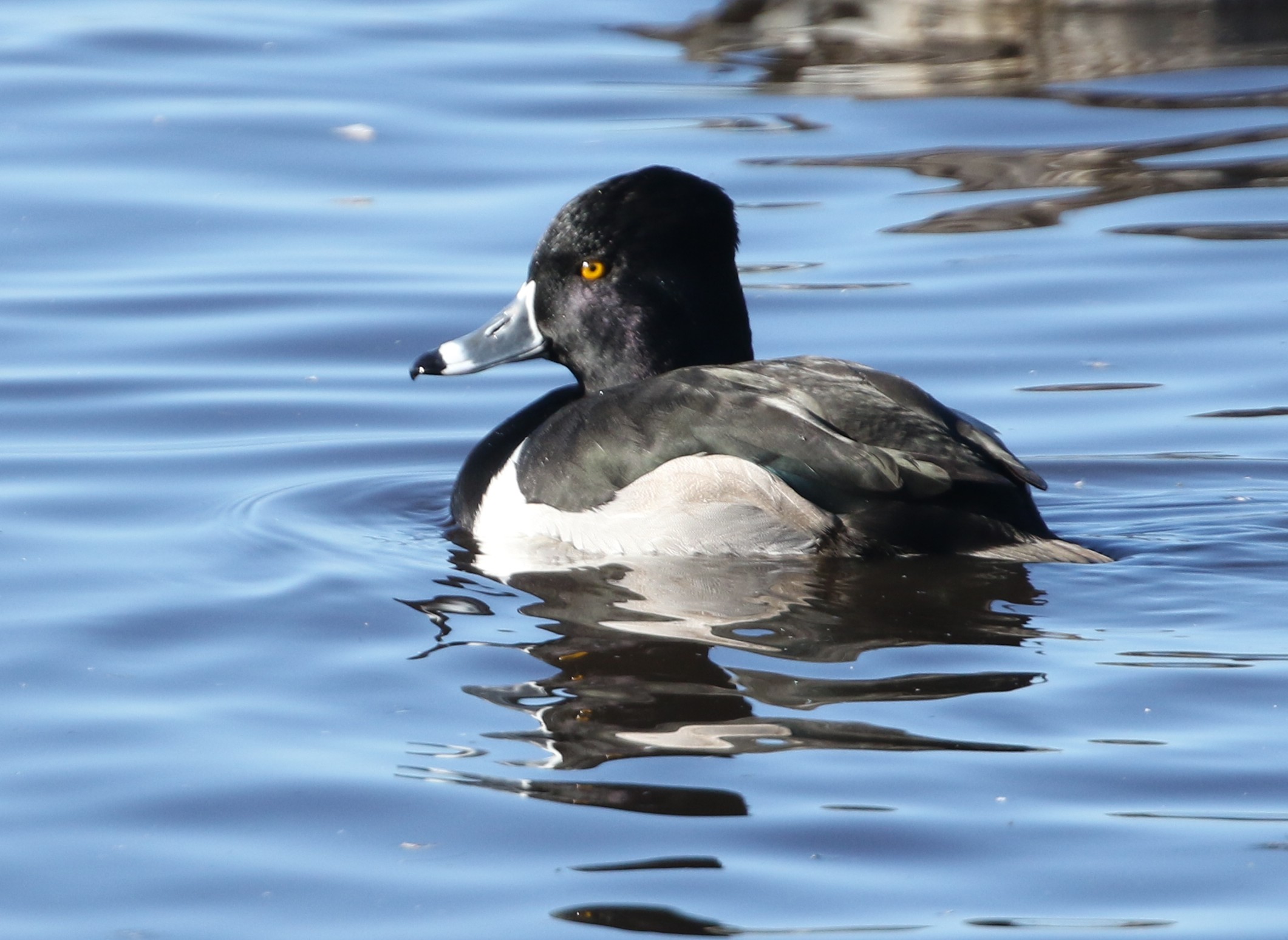 Ring-necked Duck