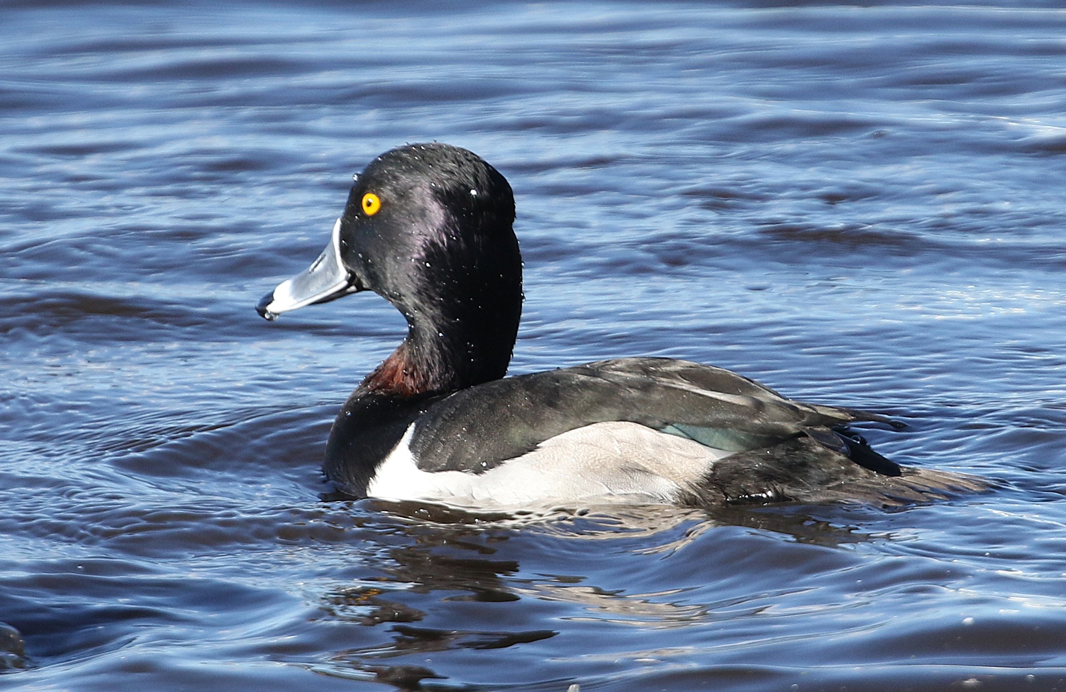 Ring-necked Duck
