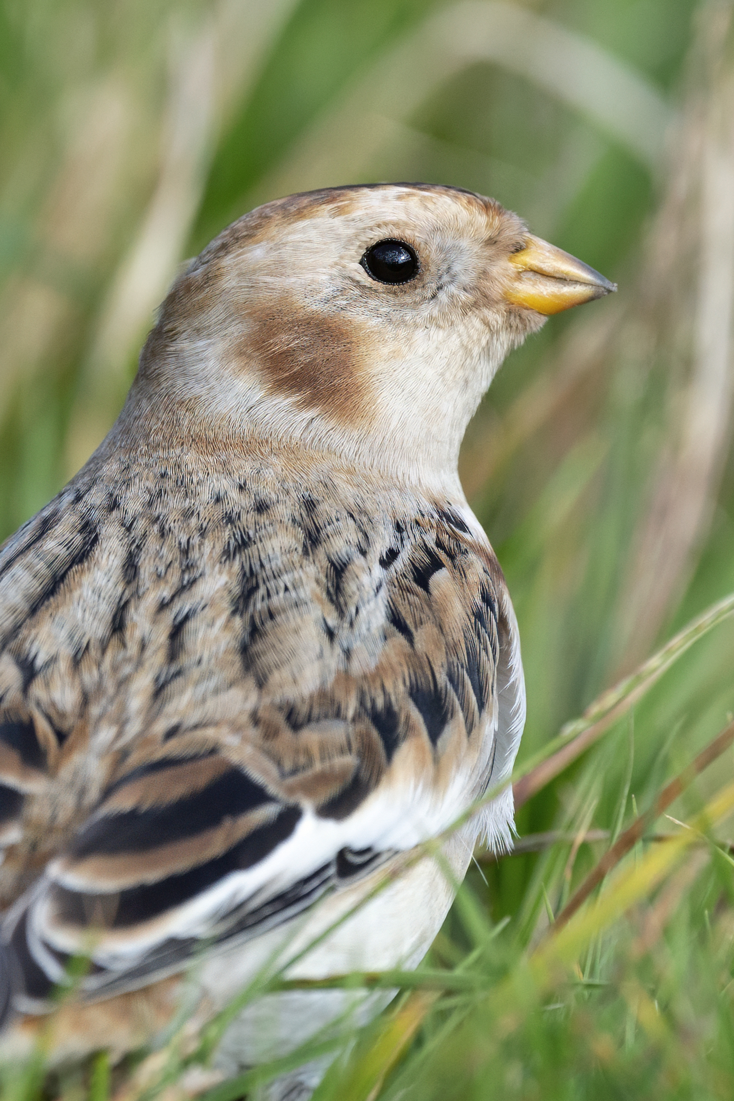 Snow Bunting