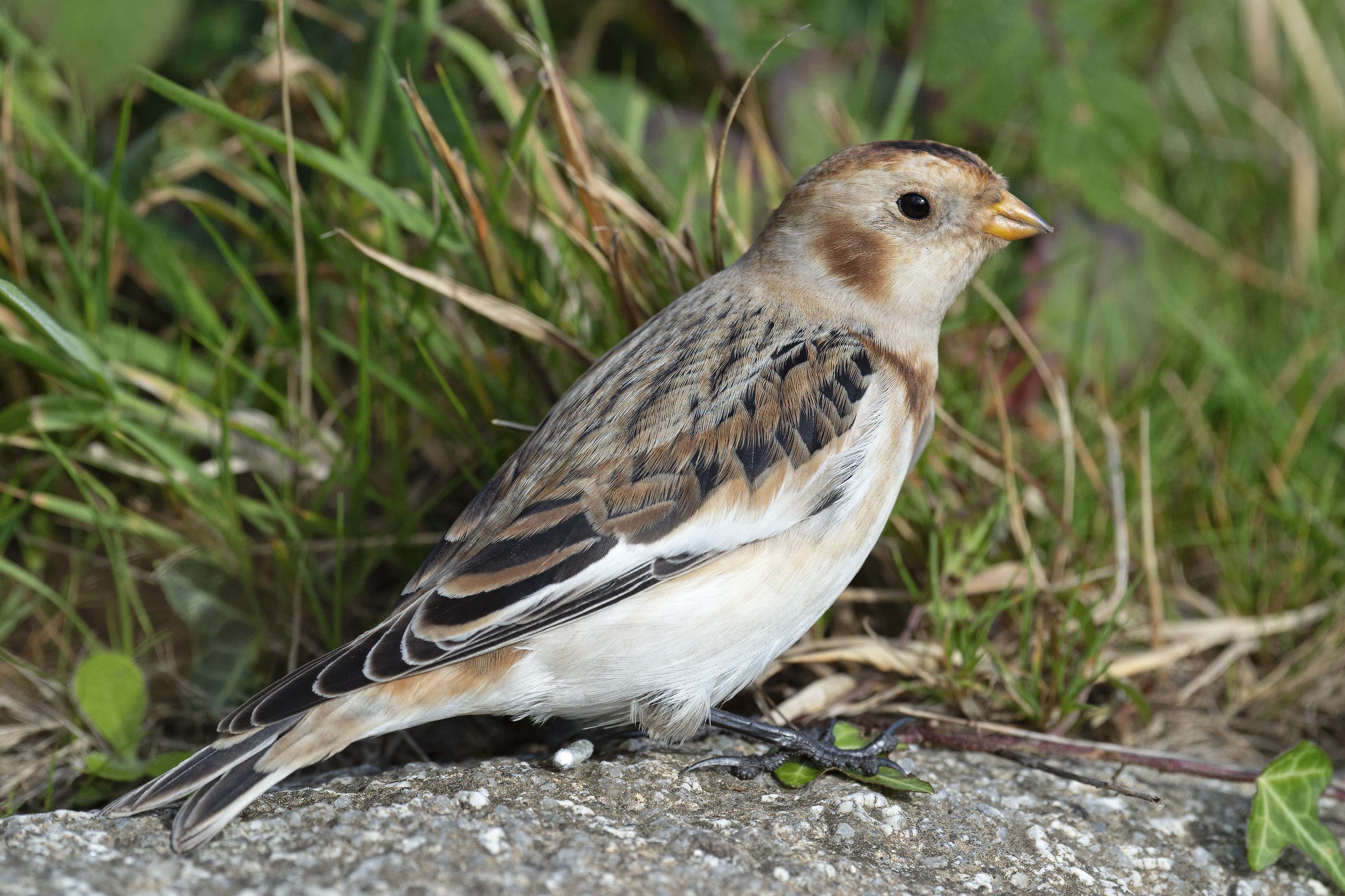 Snow Bunting