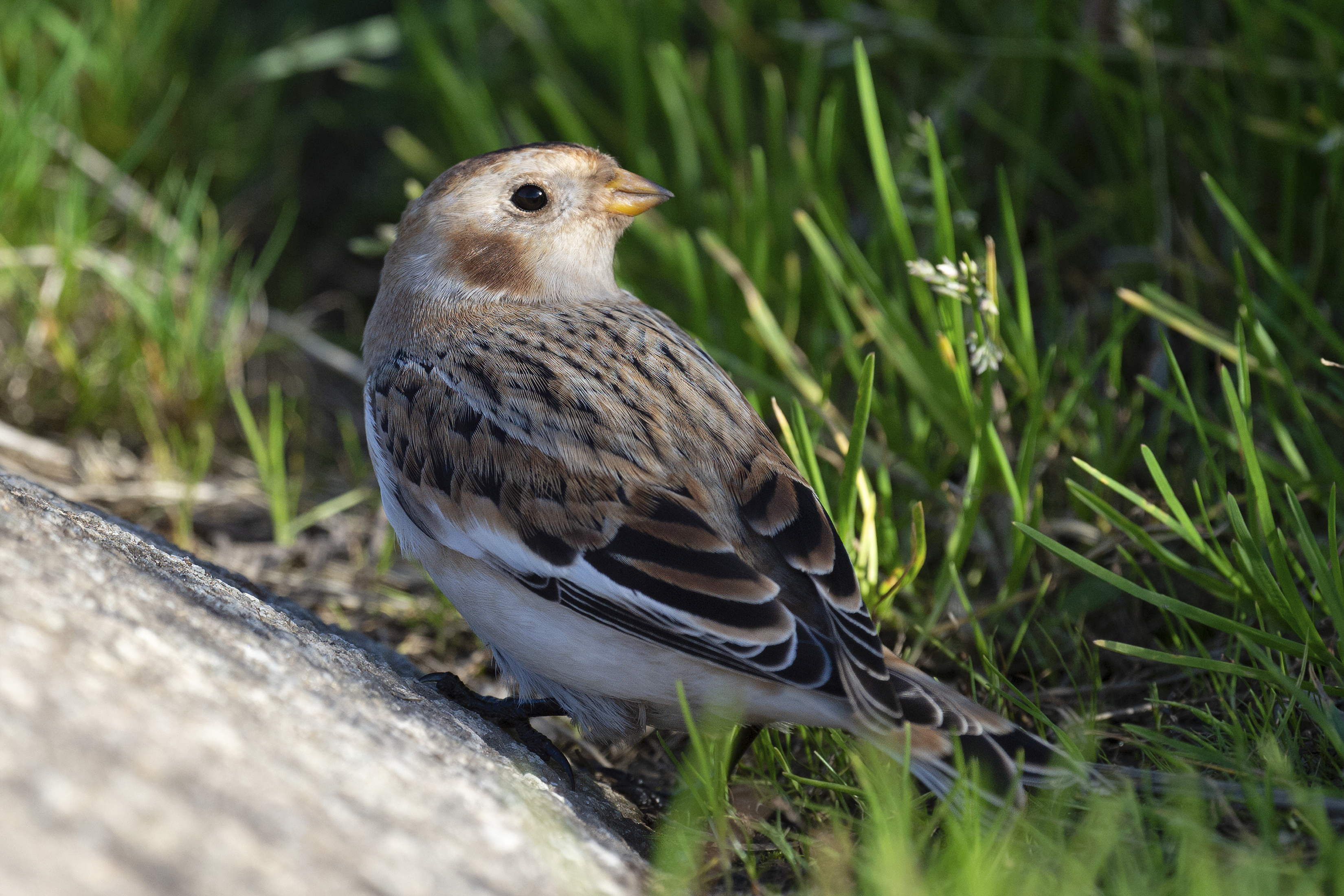Snow Bunting