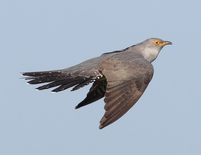 Cuckoo
