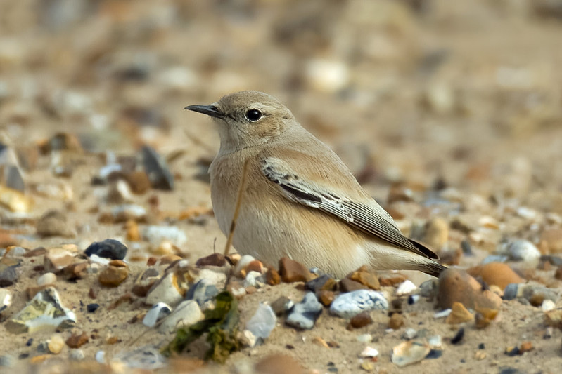 Desert Wheatear