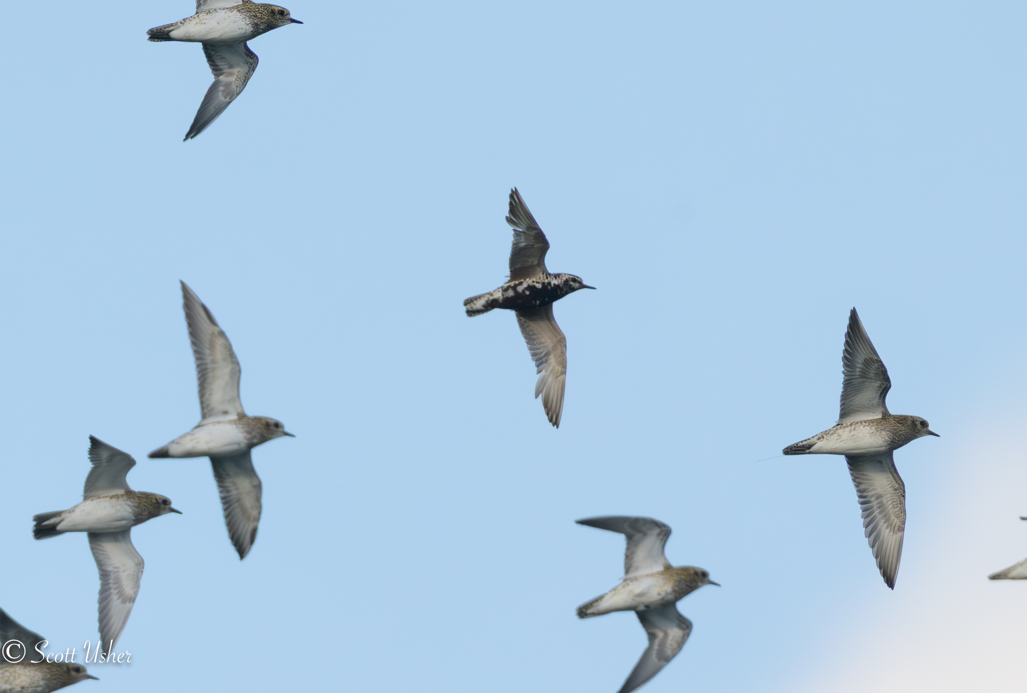Pacific Golden Plover