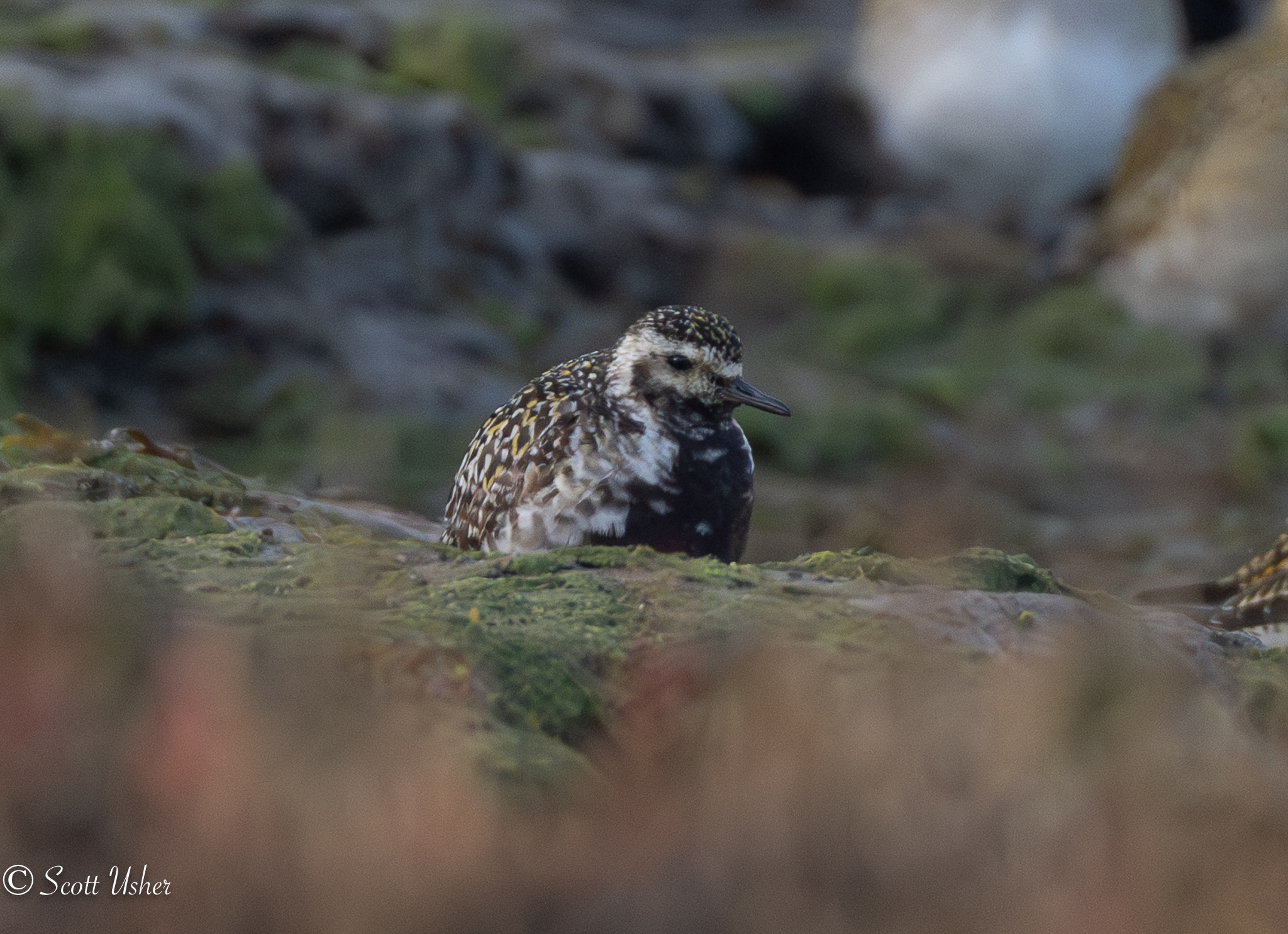 Pacific Golden Plover