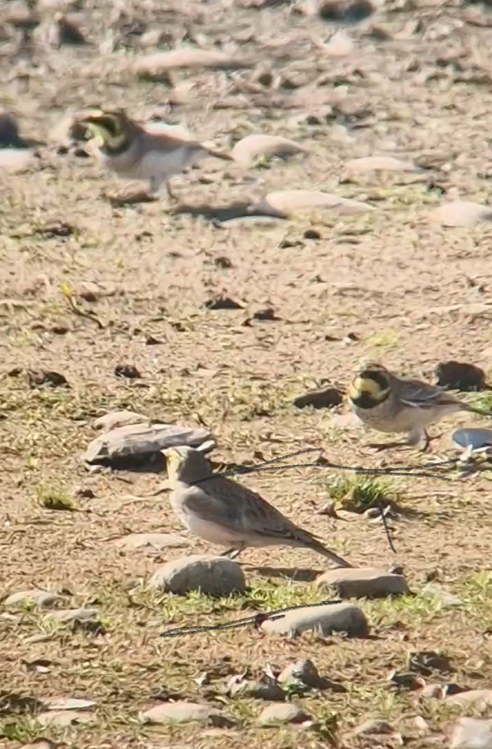 Shorelark