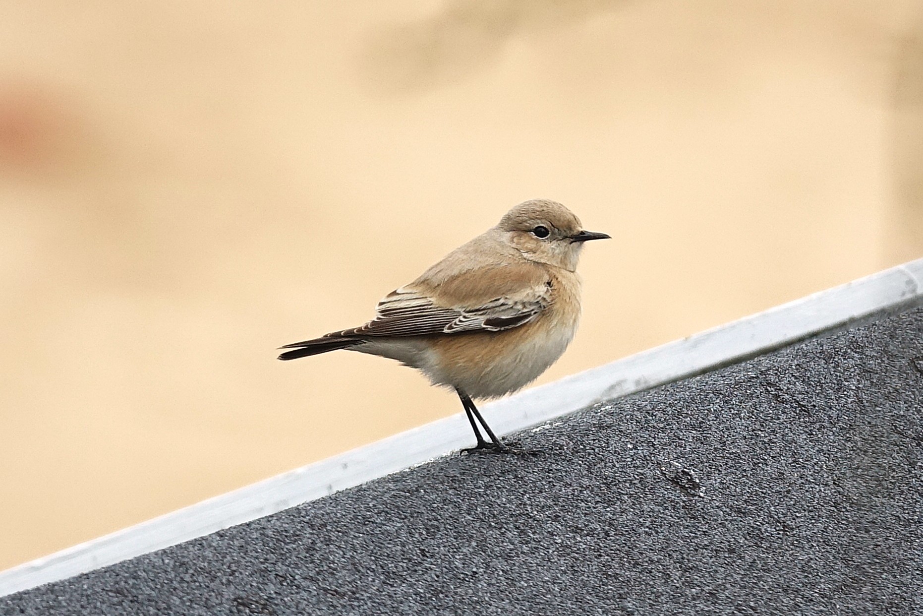 Desert Wheatear