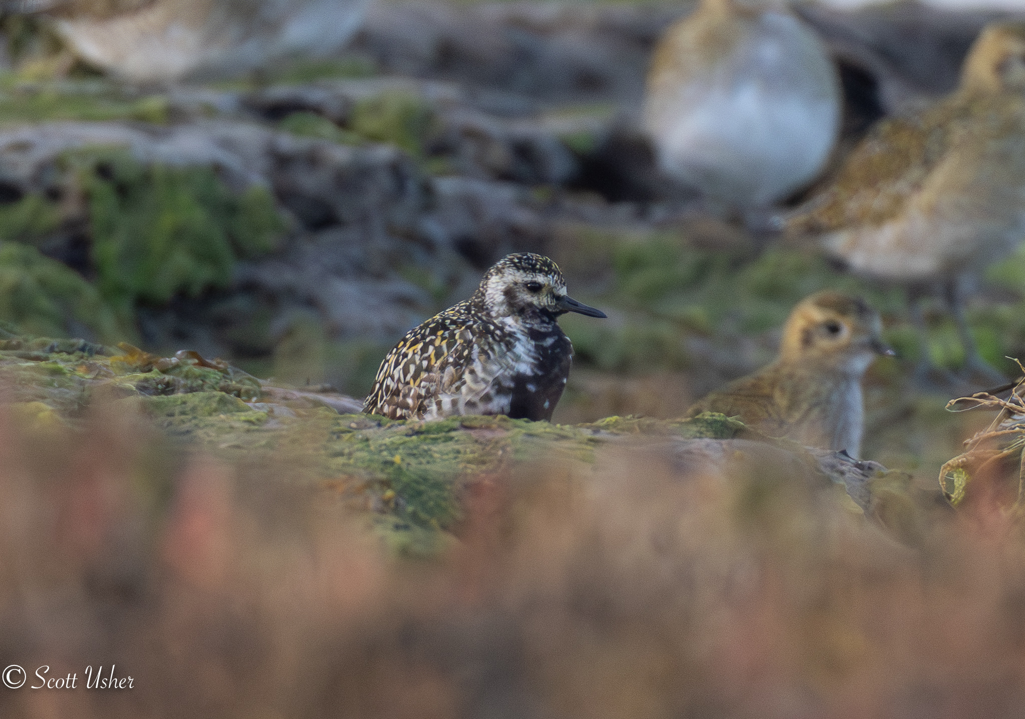 Pacific Golden Plover