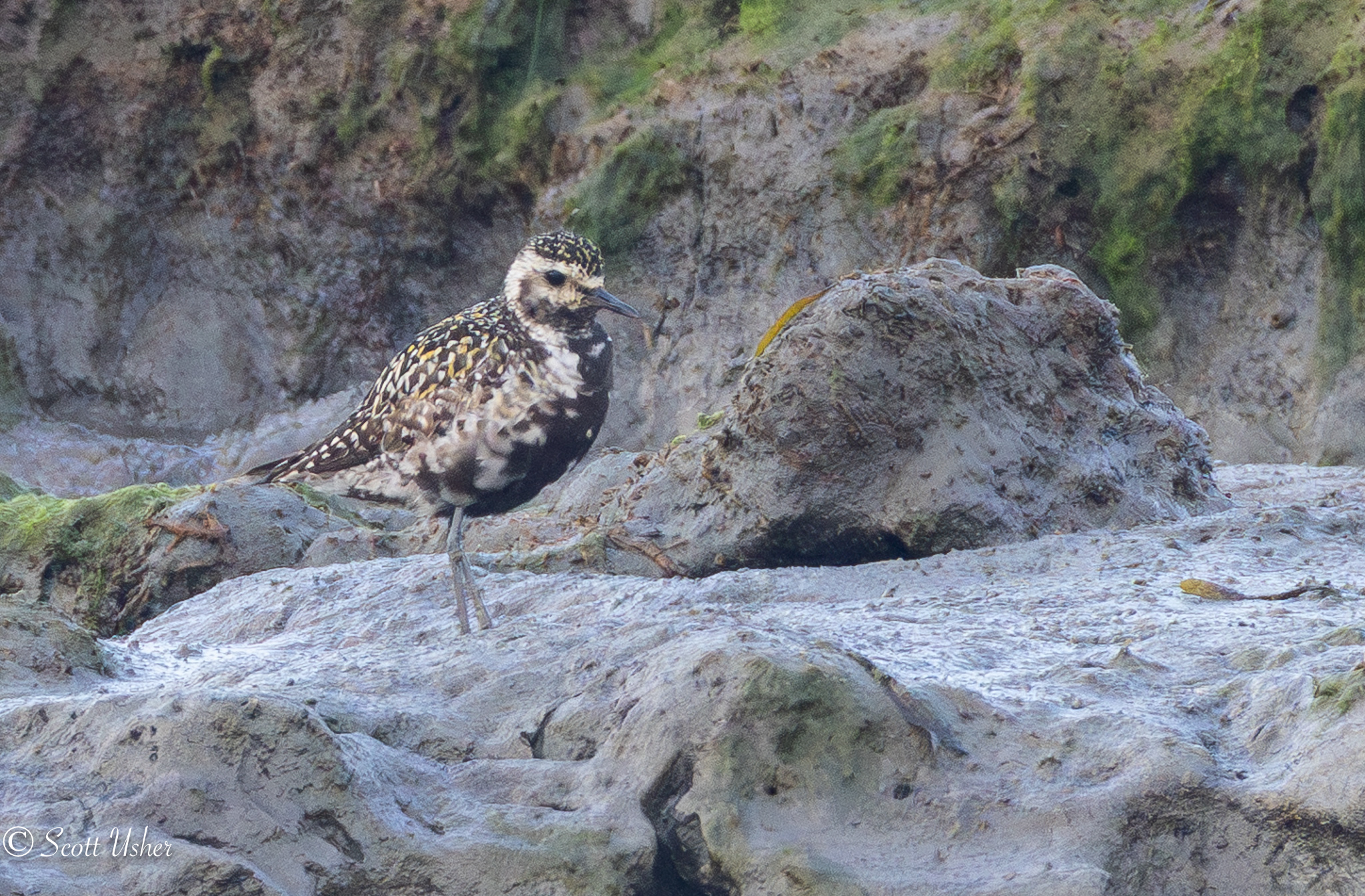 Pacific Golden Plover