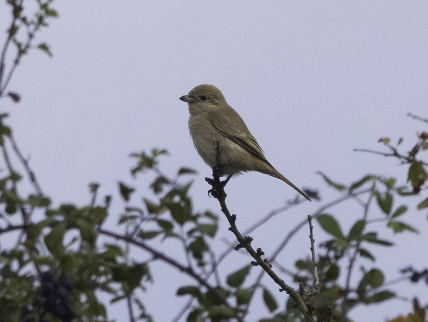 Isabelline Shrike sp