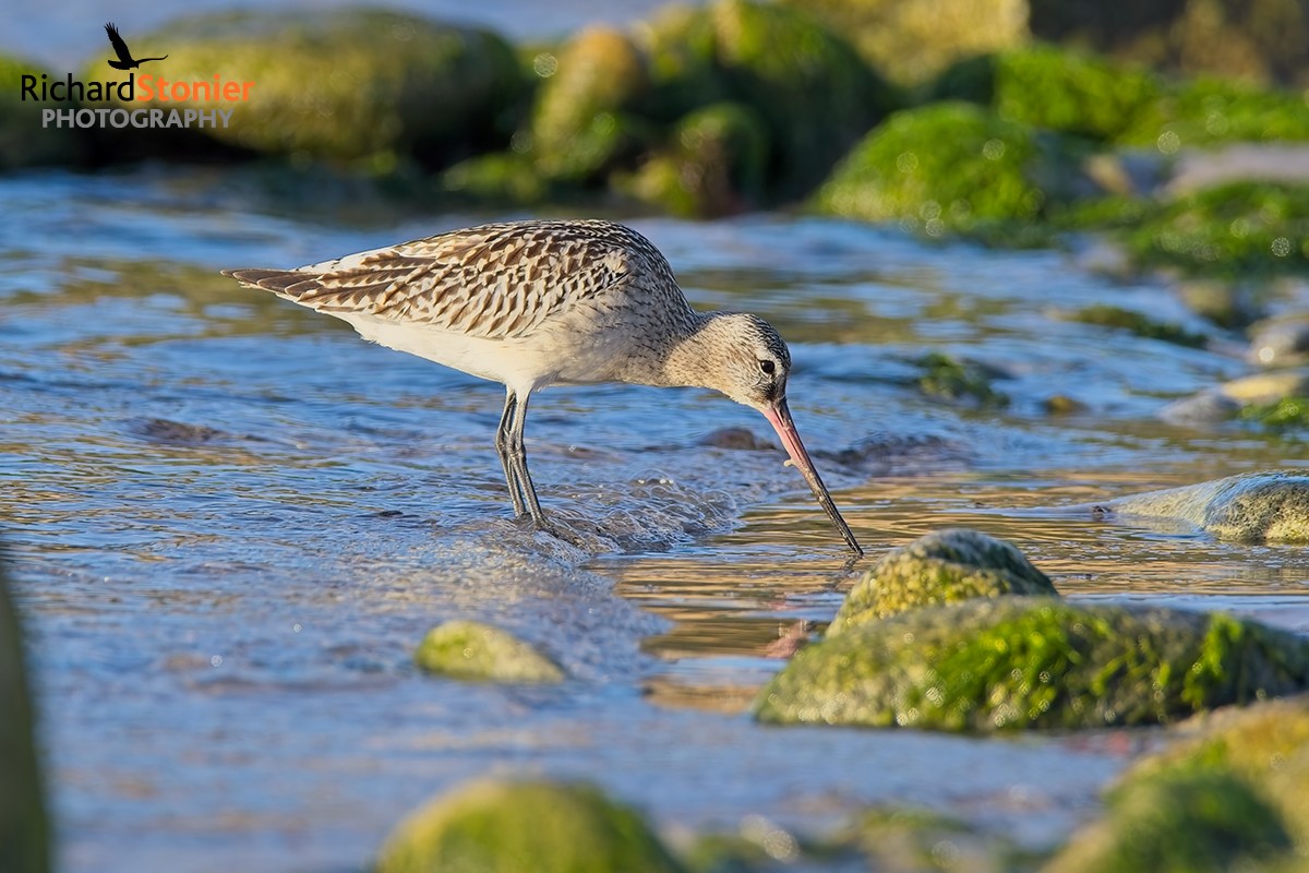 Bar-tailed Godwit
