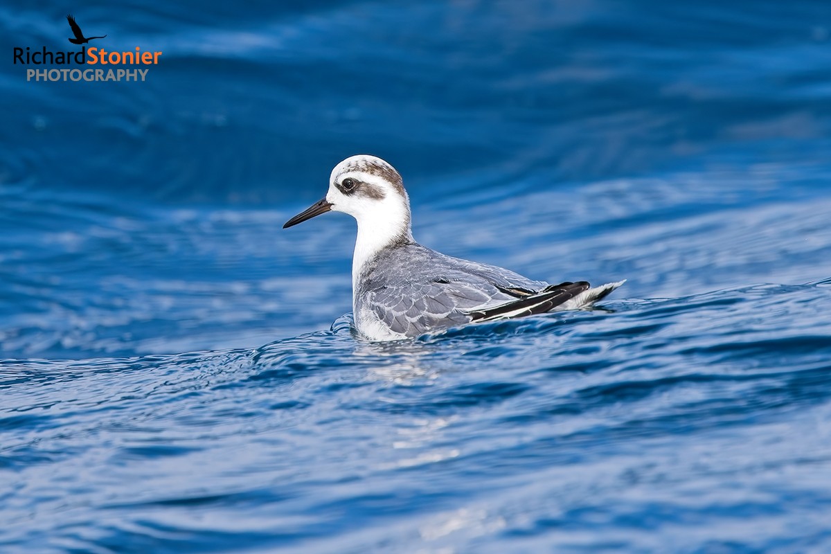 Grey Phalarope