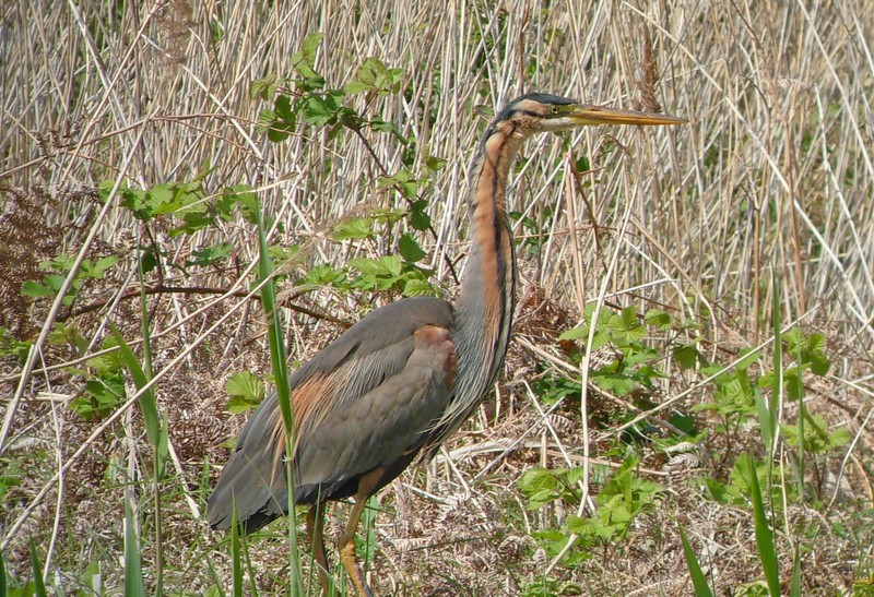 Purple Heron