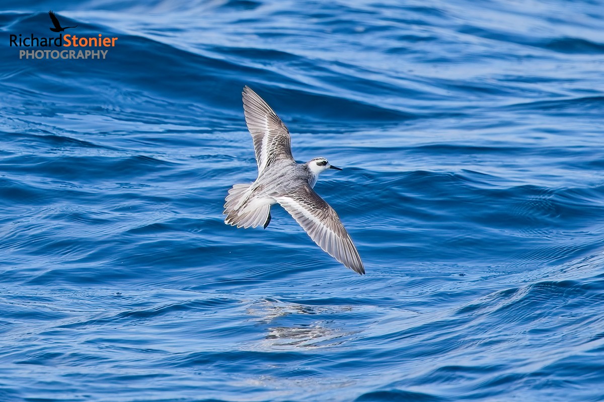 Grey Phalarope
