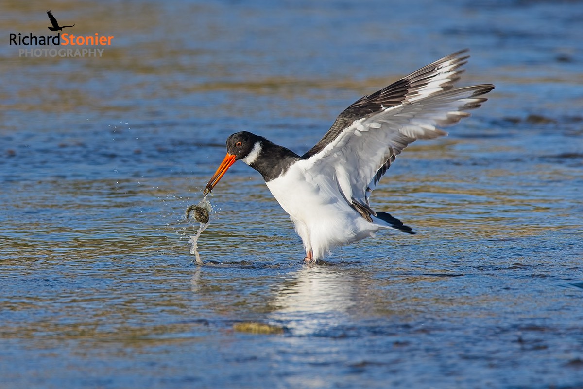 Oystercatcher