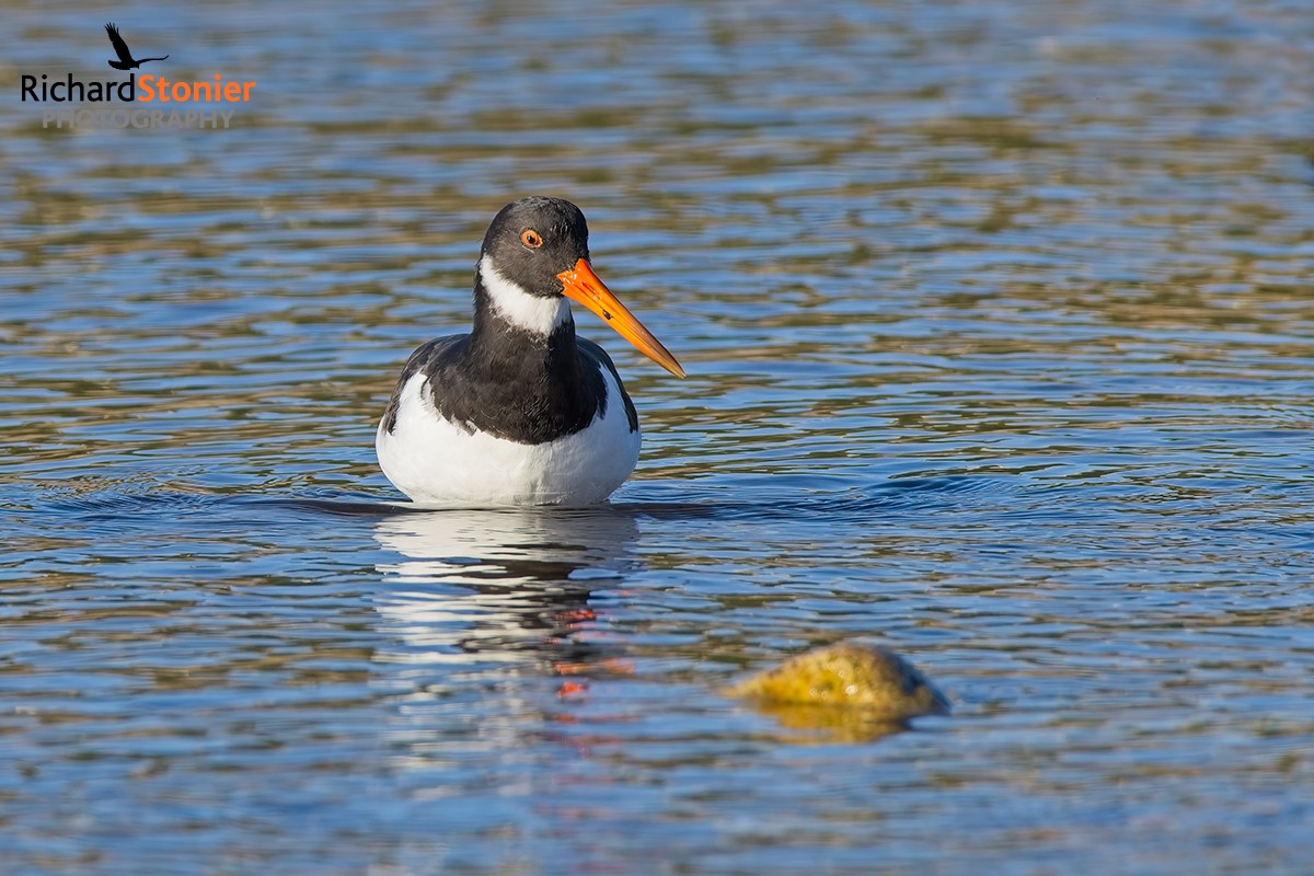 Oystercatcher