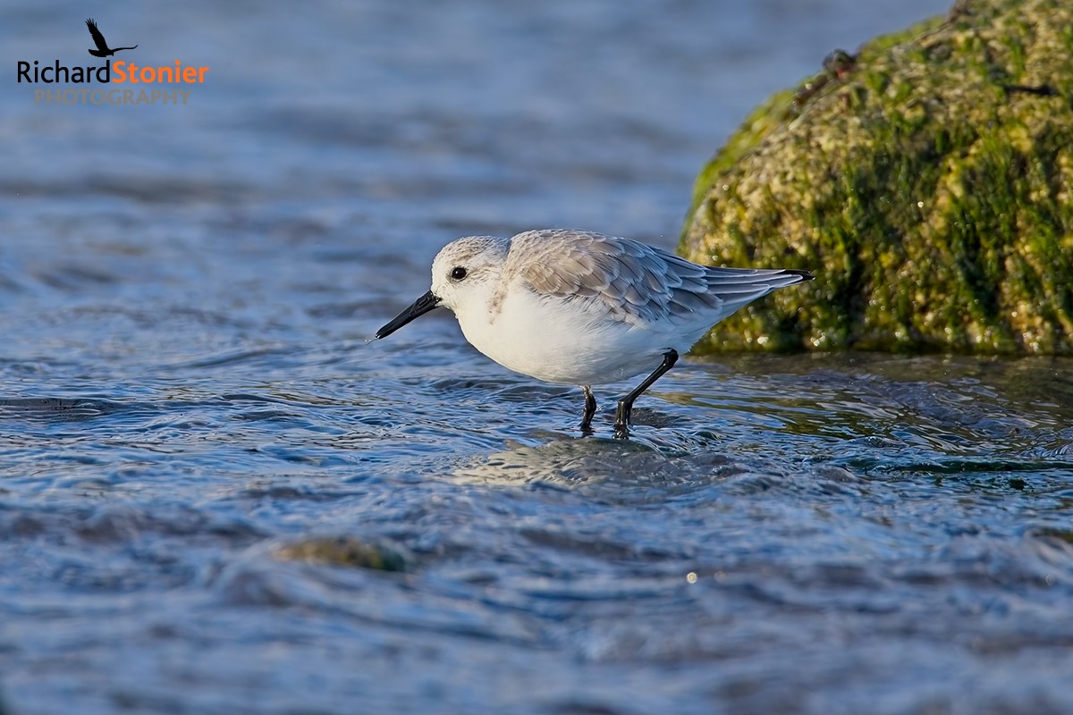 Sanderling