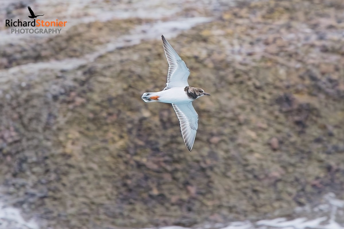 Turnstone