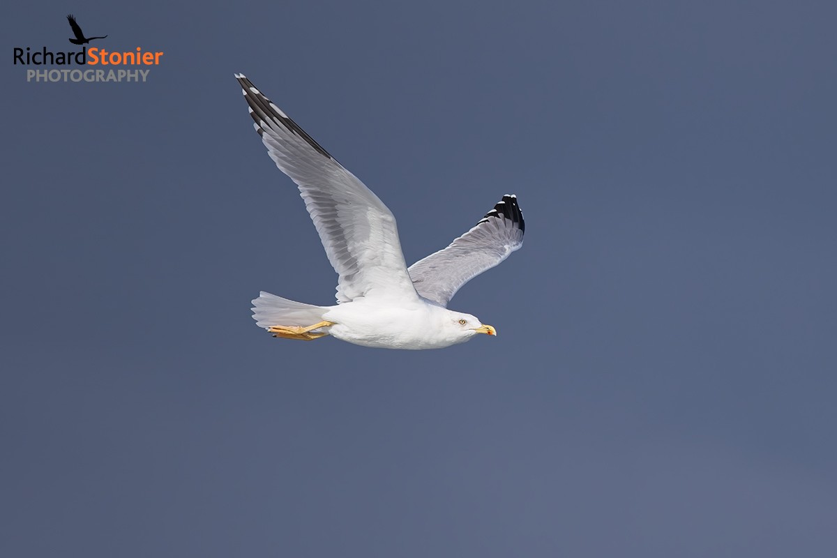 Yellow-legged Gull