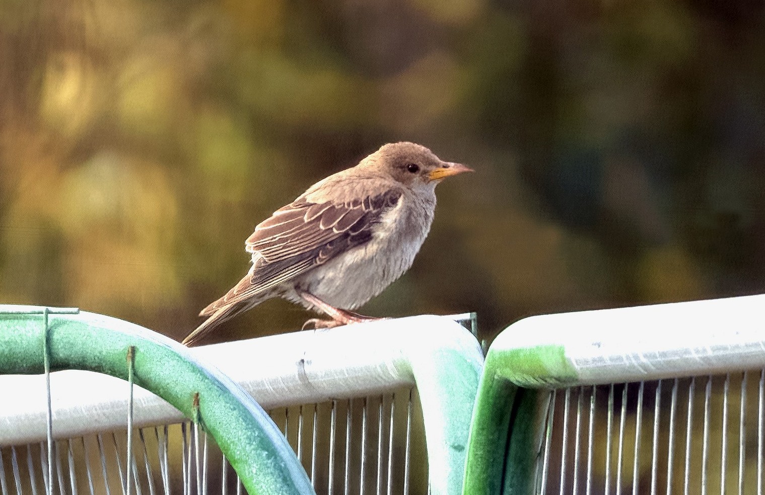 Rose-coloured Starling