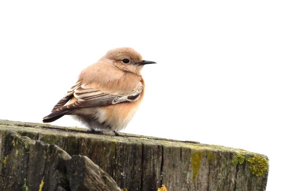 Desert Wheatear