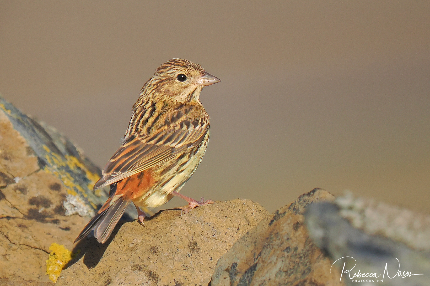 Chestnut Bunting