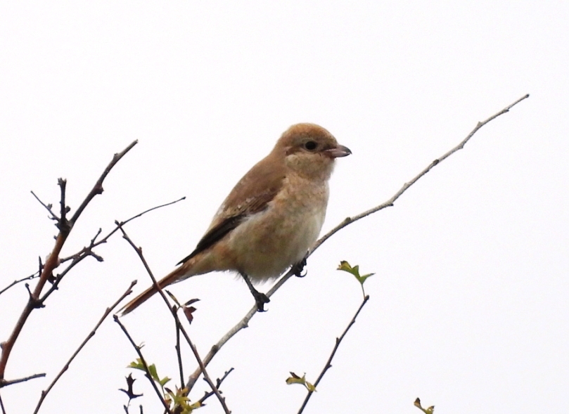 Isabelline Shrike sp