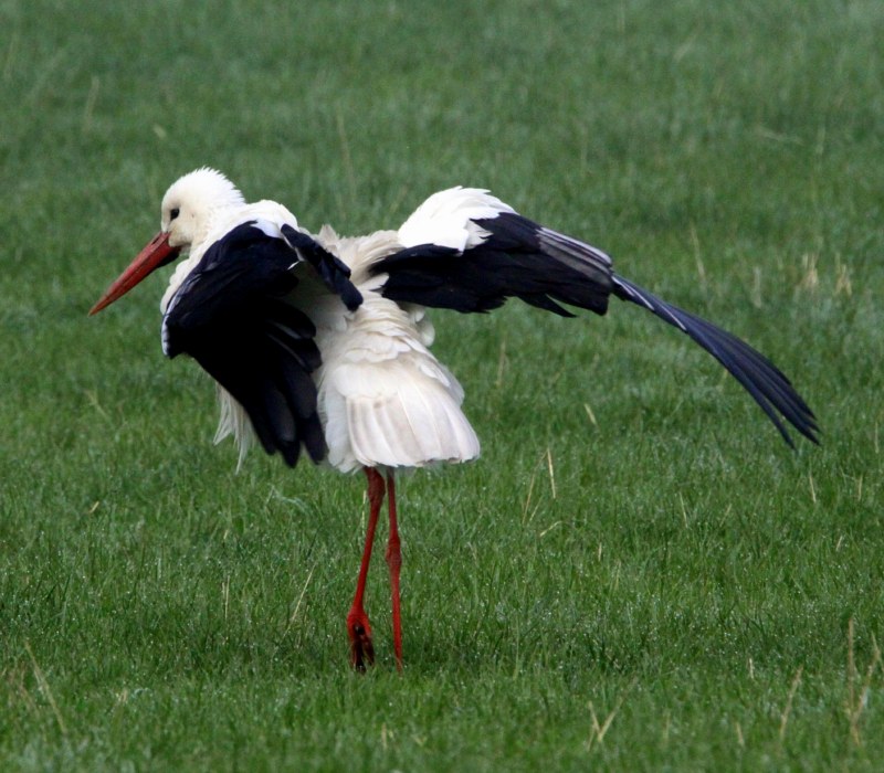 White Stork