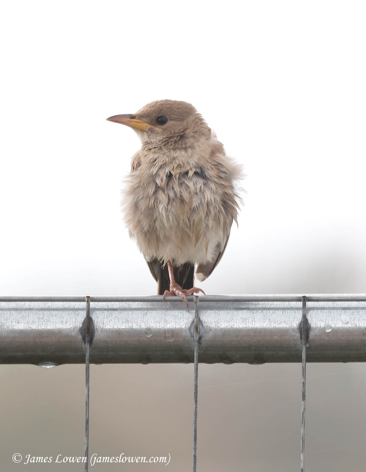 Rose-coloured Starling