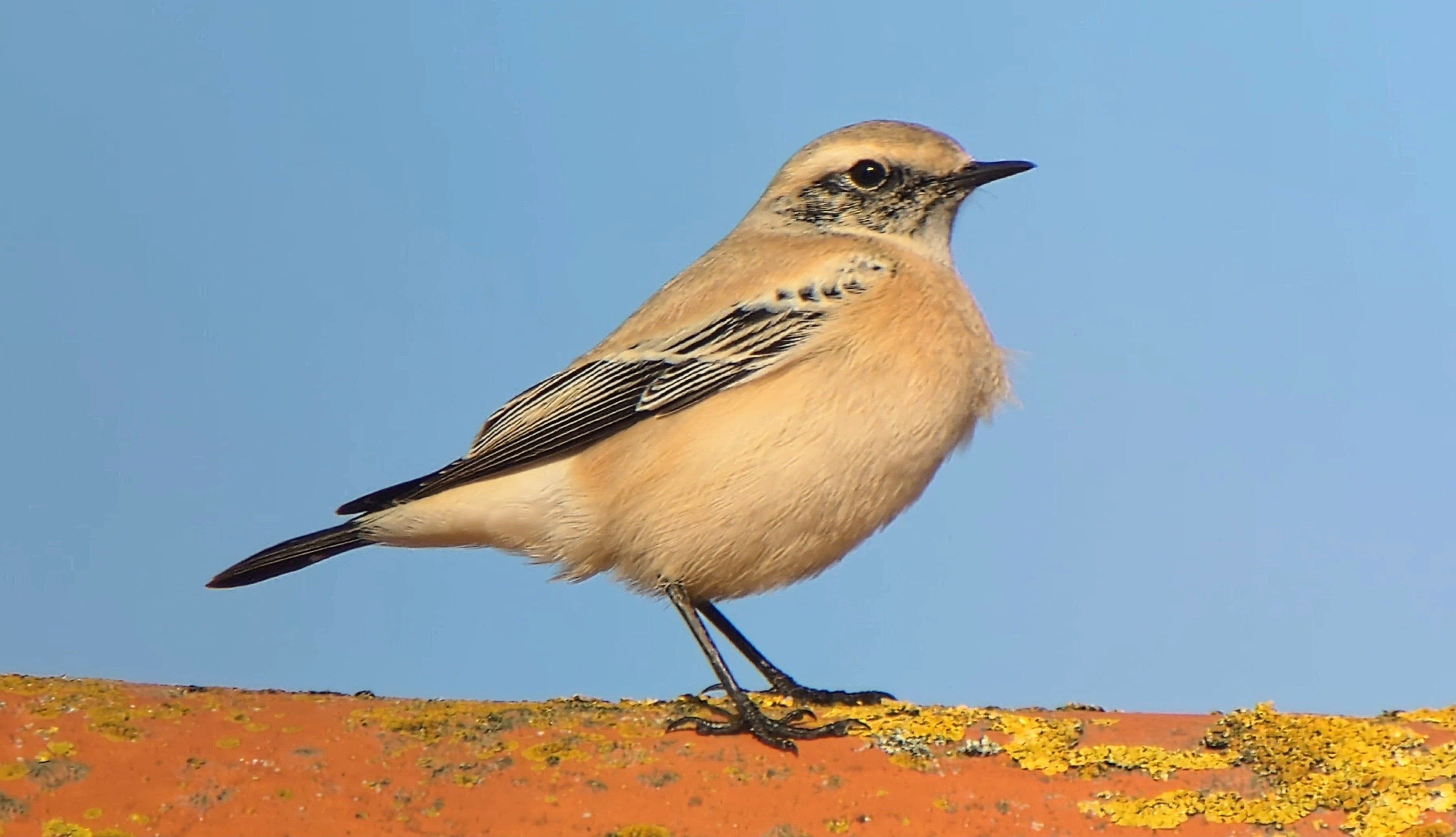 Desert Wheatear