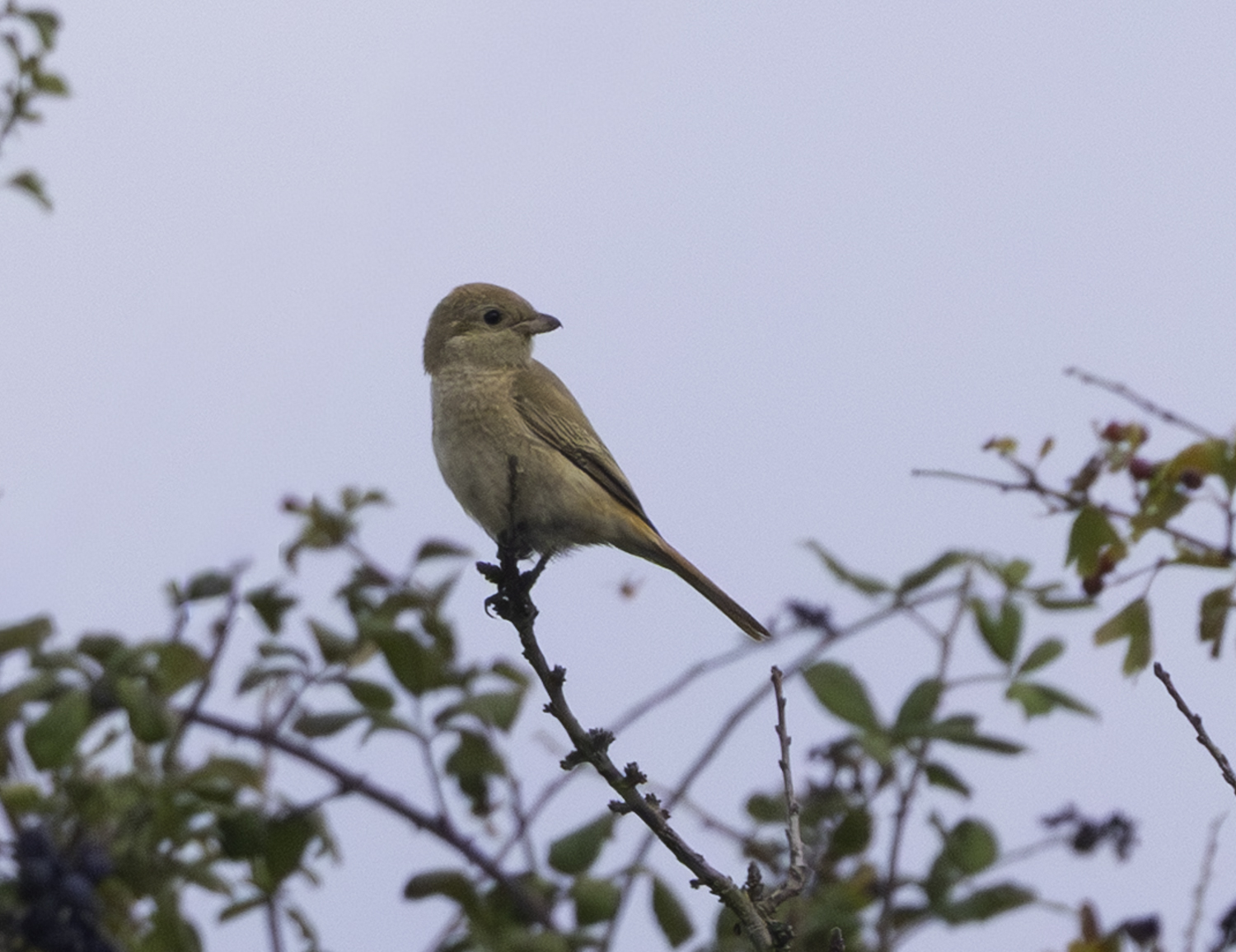 Isabelline Shrike sp