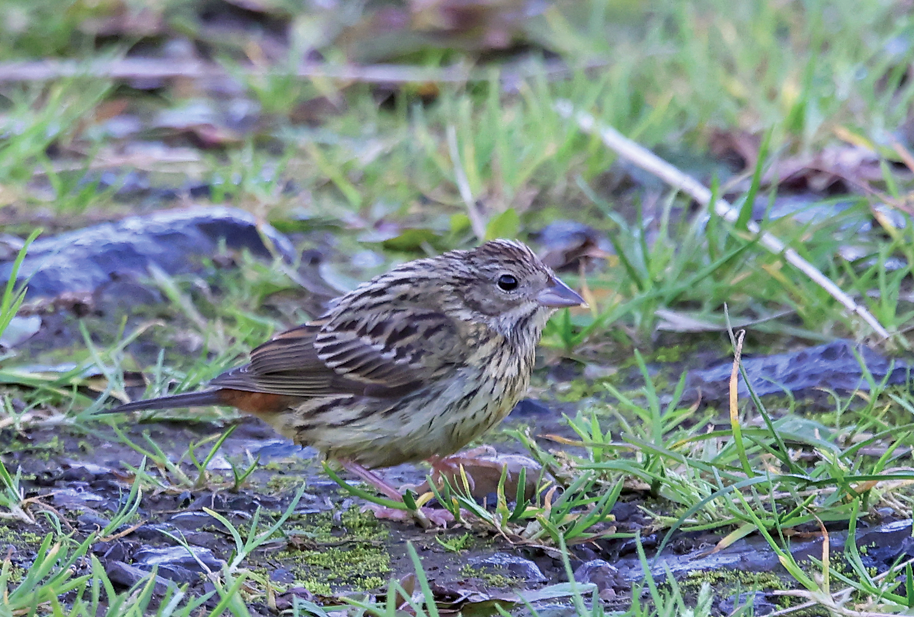 Chestnut Bunting