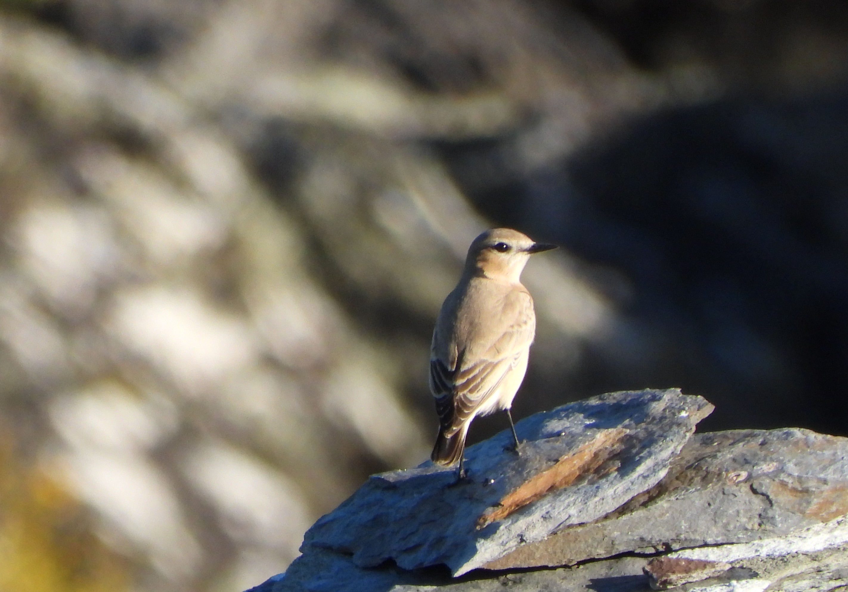 Isabelline Wheatear